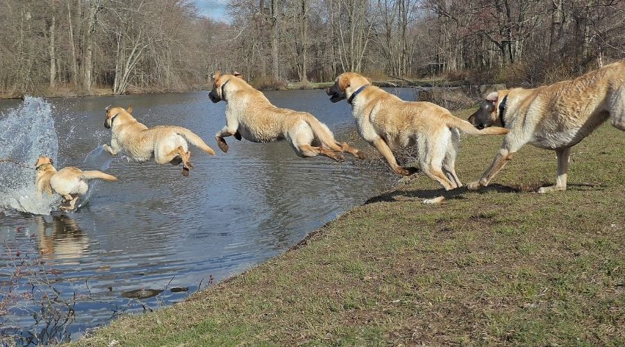 Pooch diving in a lake - Multiple shots