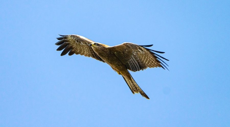 Bird Mid-flight Photo