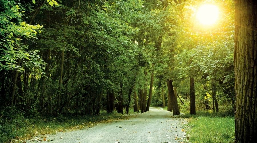 Shooting the road going through a wood in perfect Light Condition