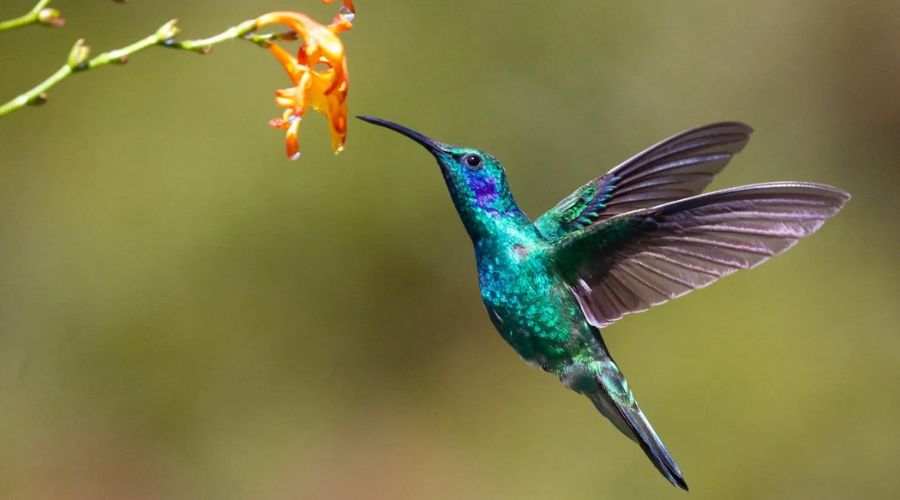 Hummigbird photo shot in High-Speed