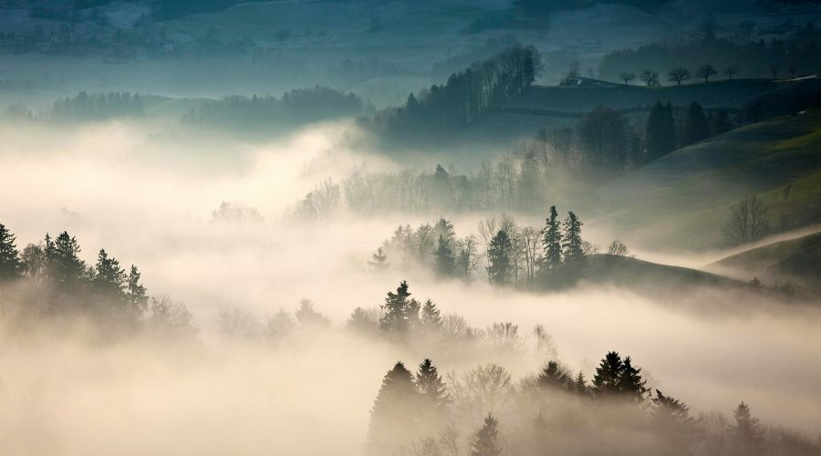 Silhouetted trees in early morning fog