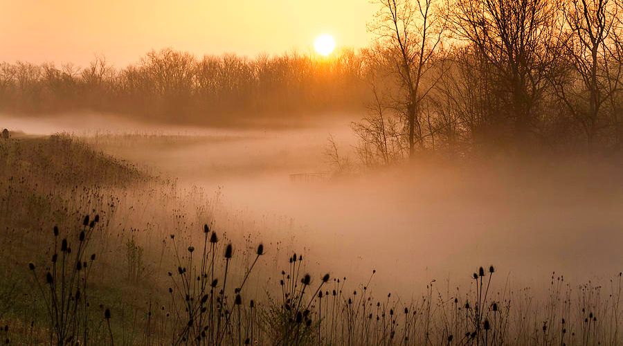 foggy forest with sunrise in the background