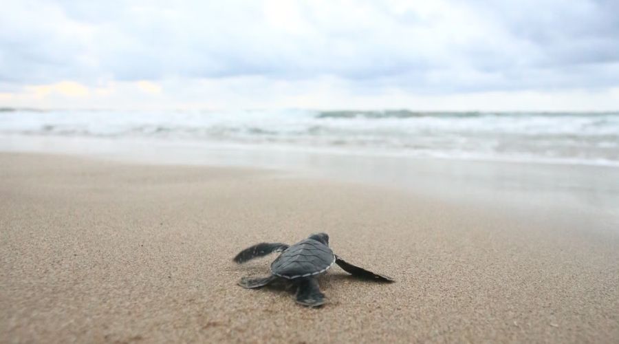 photograph of turtle on the beach