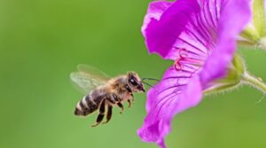 How to Shoot Insect Photography