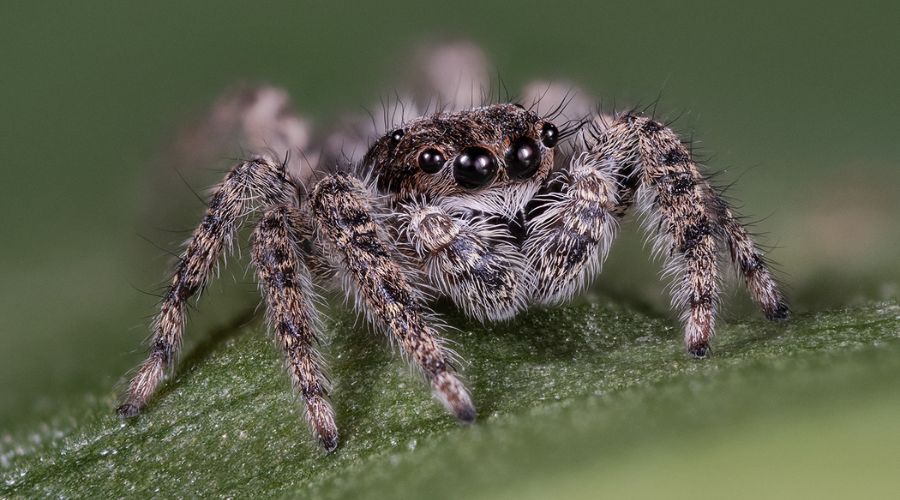 Tips and Tricks for Improved Insect Macro Shots