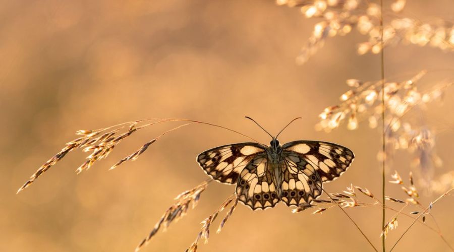 composition Techniques for Close-Up Insect Photography